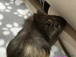 Guinea Pig rodents 1 Boy and 4 Girls Baby Guinea Pigs for Sale 🐹 - Advert 4