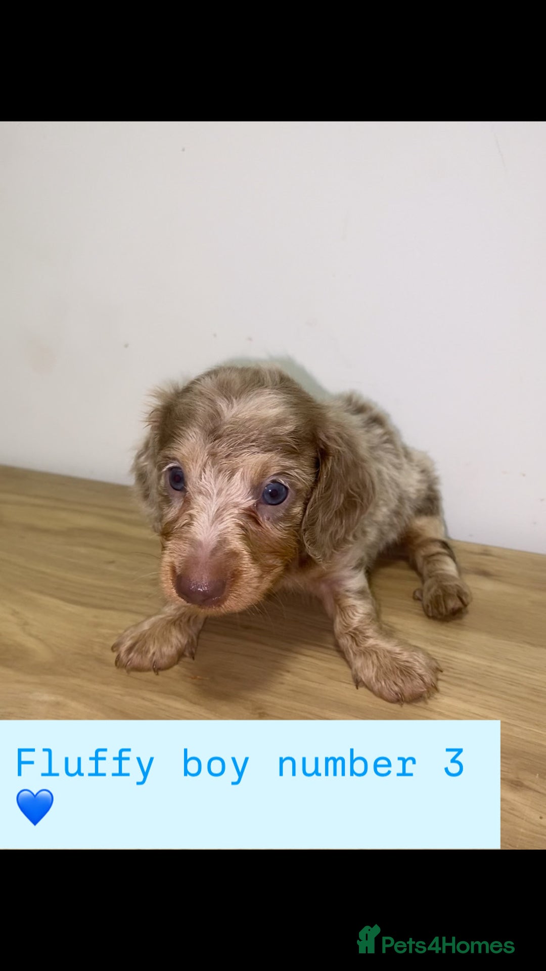 Miniature Dachshund dogs for sale: Miniature dachshund puppies🥰 - Advert 13