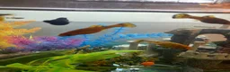 Platies fish for sale: Platies - Advert 3
