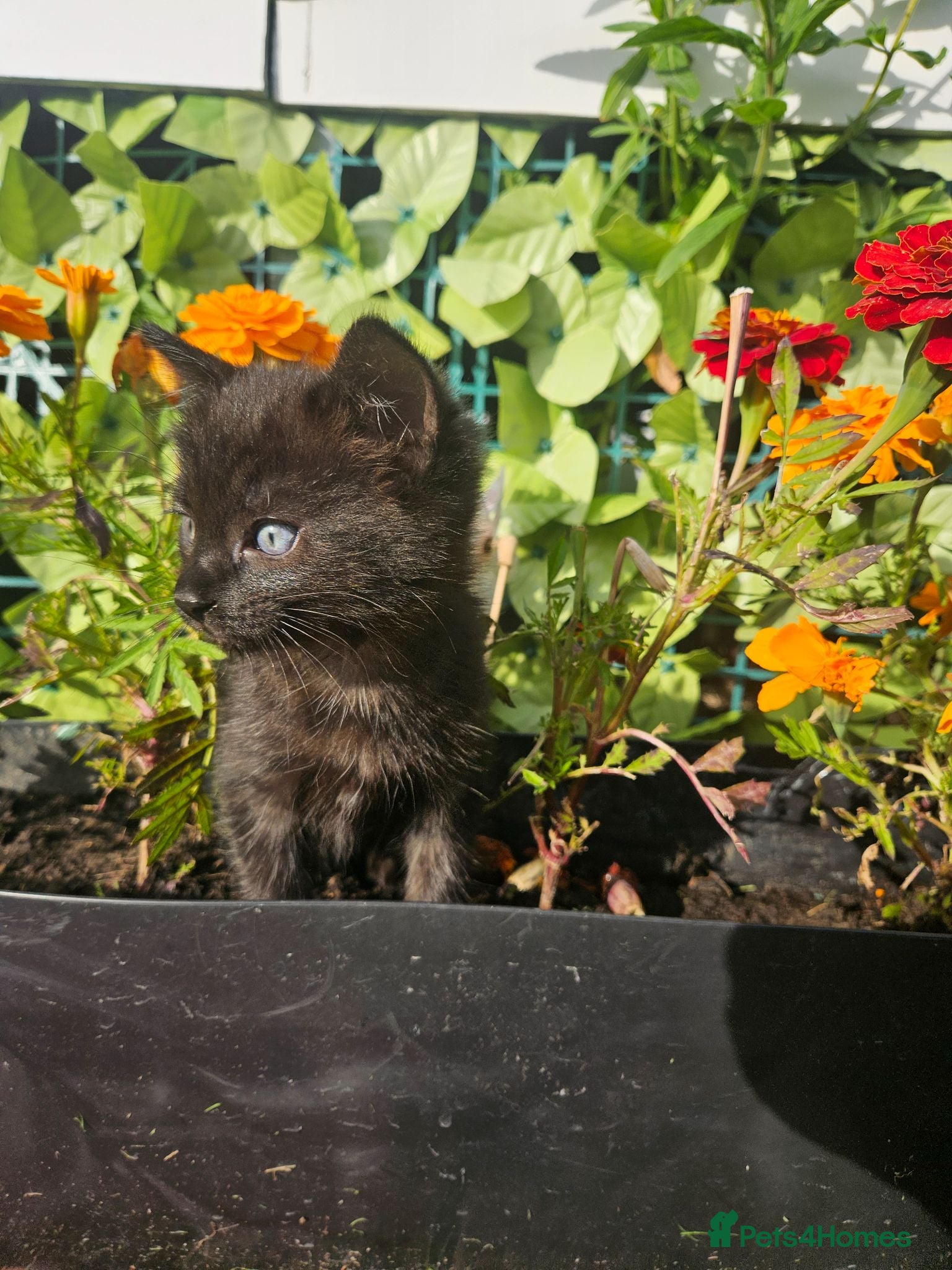 Mixed Breed cats Sweet little kittens - Advert 1