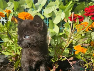 Mixed Breed cats Sweet little kittens - Advert 2