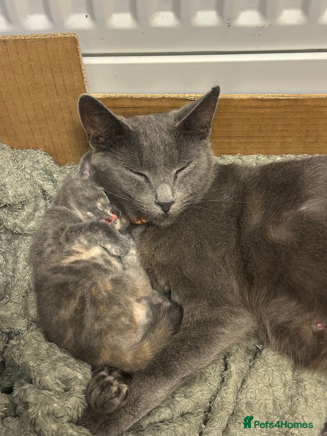 Domestic Shorthair cats for sale: 2 pretty girls - Image 4