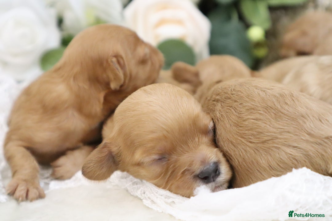Cavapoo dogs for sale: *HEALTH TESTED* CAVAPOO PUPPIES - Image 10
