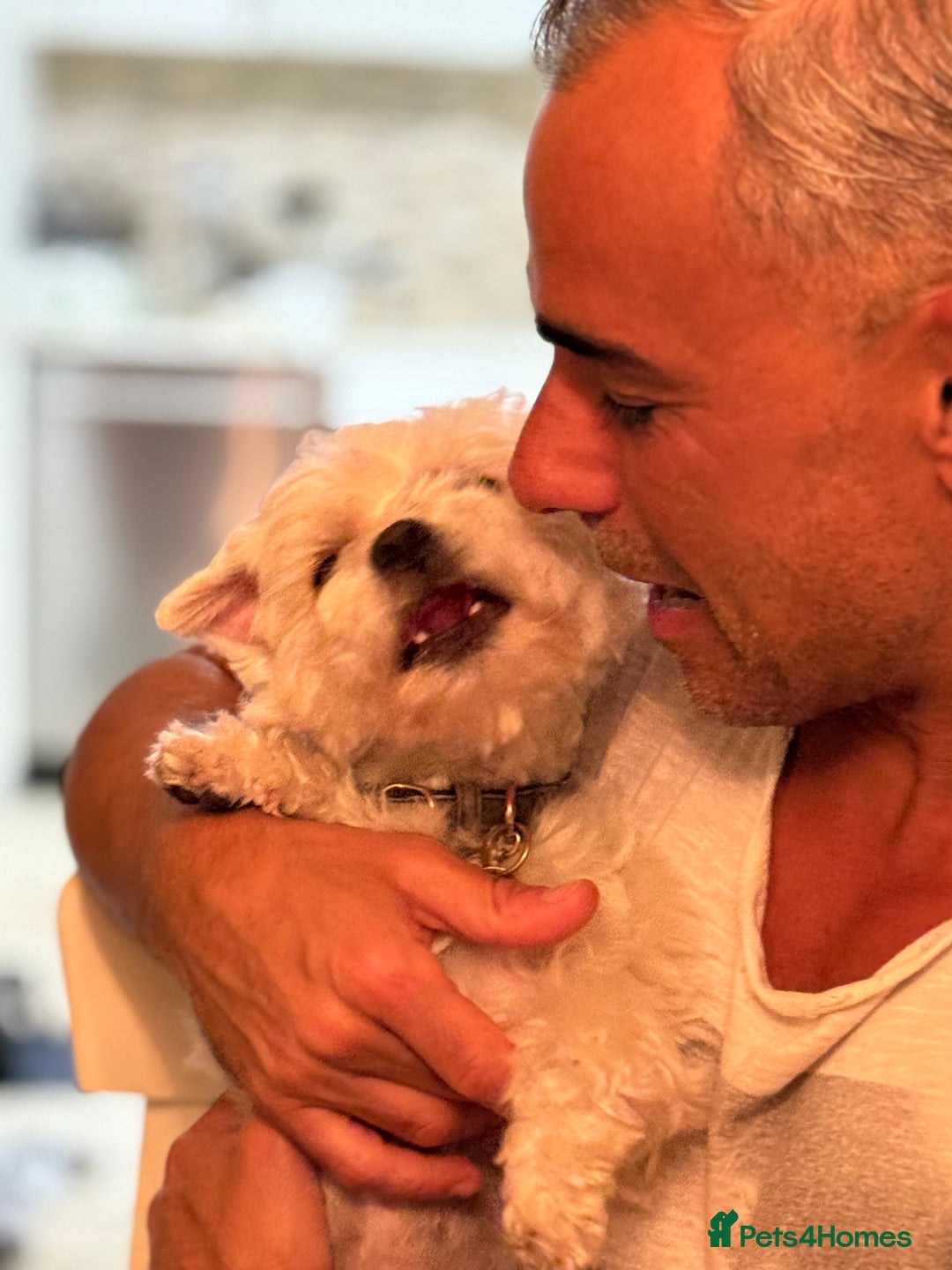 Maltese dogs for stud: LONDON Male for Breeding - STUD ❤️🐶  - Advert 6