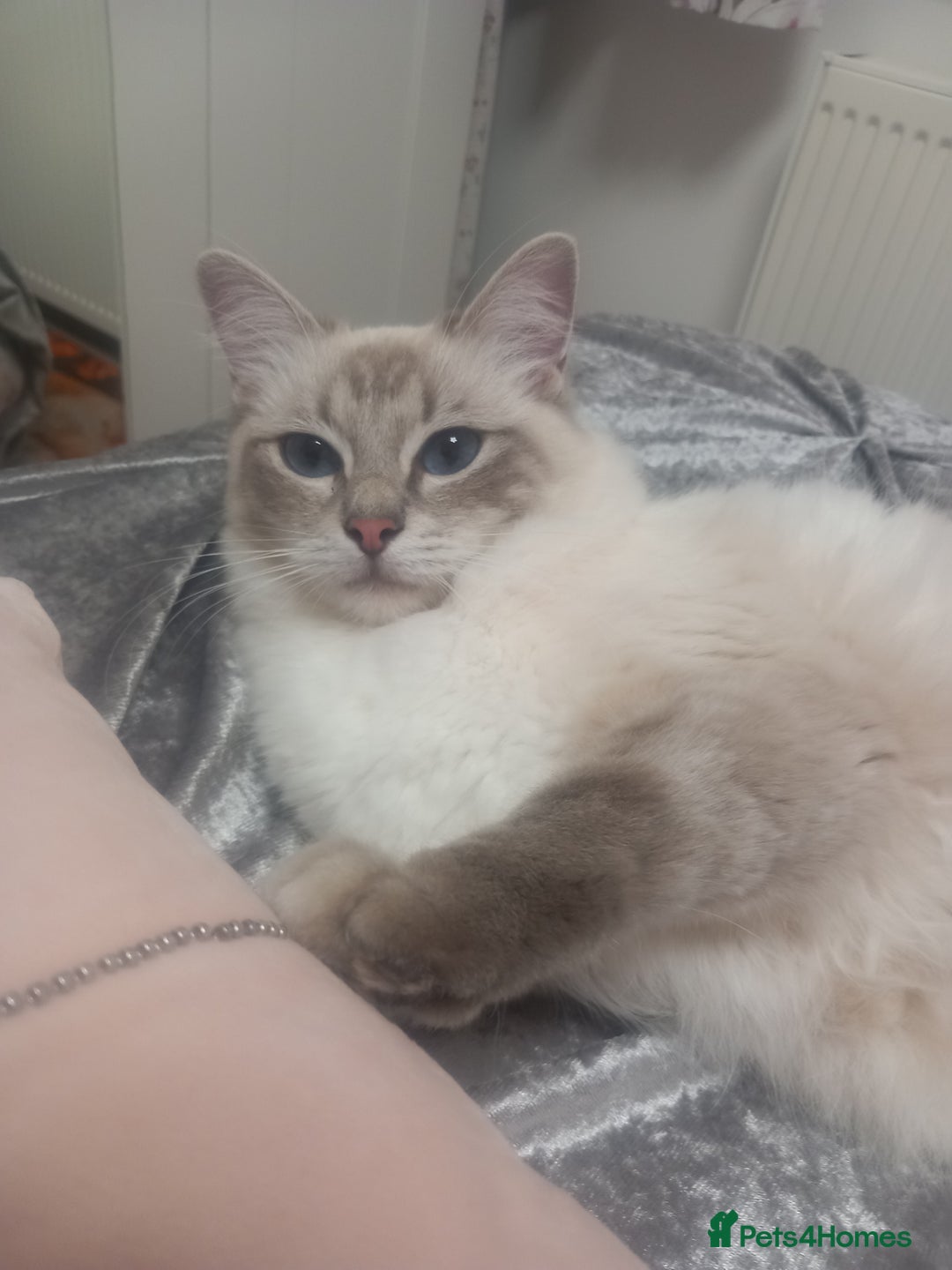 Ragdoll cats for sale: Active GCCF Ragdoll Reduced - Advert 6