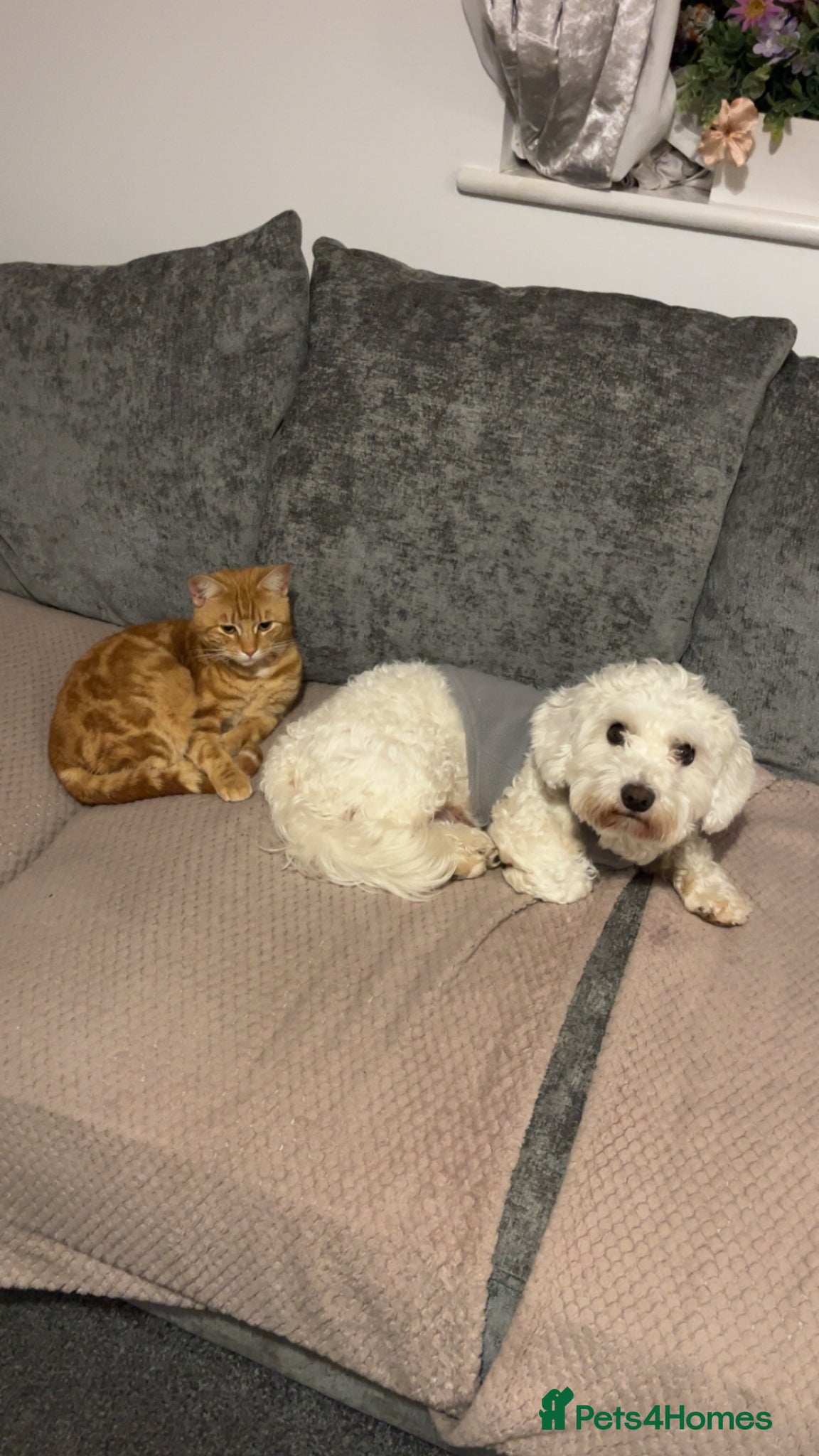 Mixed Breed dogs Male cockapoo/bichon frise for rehoming  - Advert 4