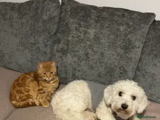 Mixed Breed dogs Male cockapoo/bichon frise for rehoming - Advert 4