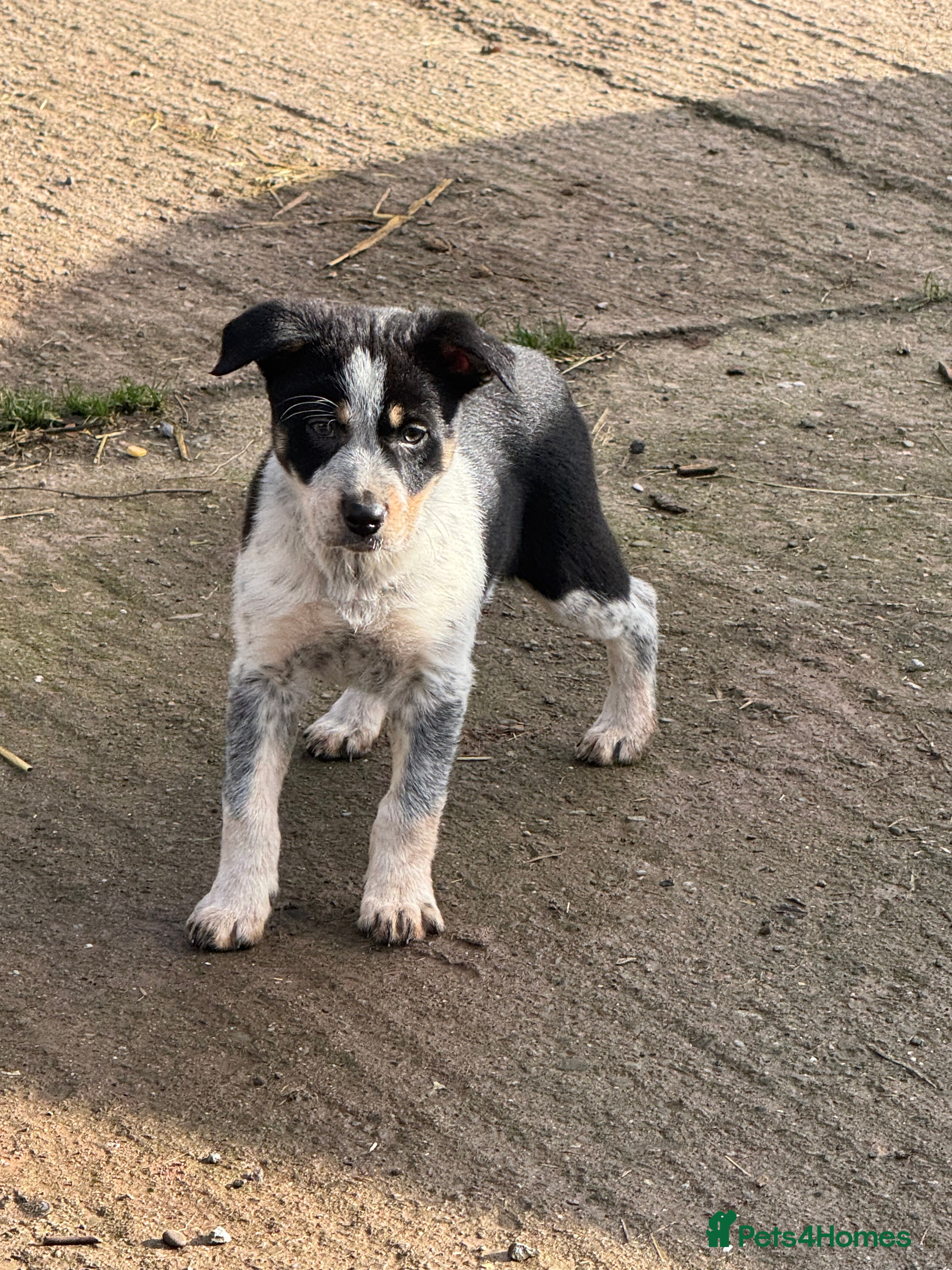 Border Collie dogs Border collie pups ready from 20th February  - Advert 3