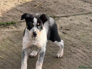 Border Collie dogs Border collie pups ready from 20th February - Advert 3