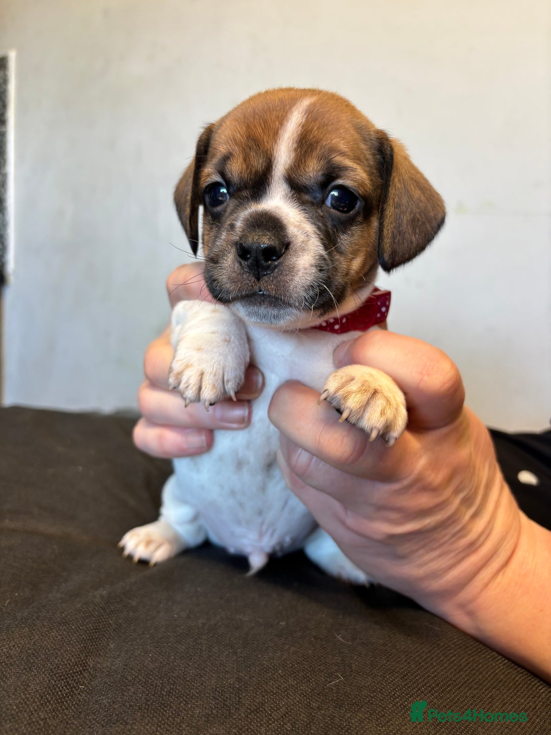 Mixed Breed dogs for sale: Dachshund cross Frenchbull dog (frenchbullwiner)p - Image 13