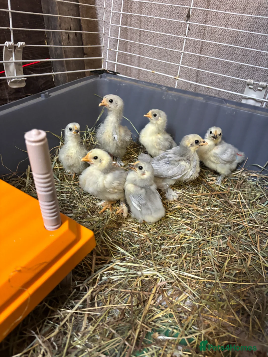 Chickens poultry for sale: Lavender Pekin Chicks Unsexed - Advert 1