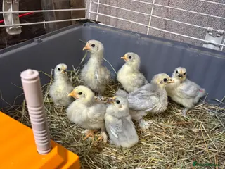 Chickens poultry Lavender Pekin Chicks Unsexed - Advert 1