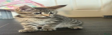Maine Coon light blue 