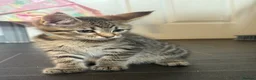 Maine Coon cats for sale: Main coon X kittens - Advert 11