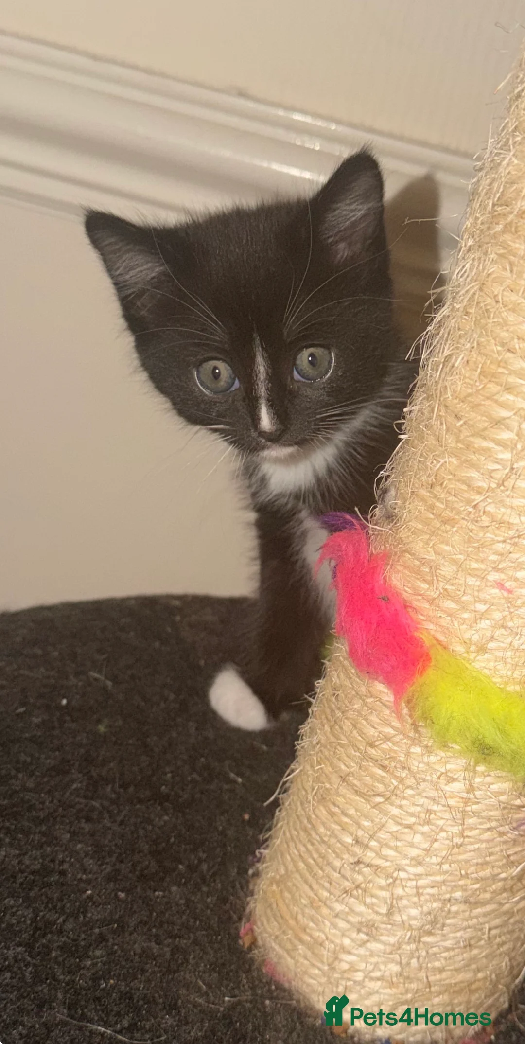 Mixed Breed cats for sale: girl kittens  - Advert 2