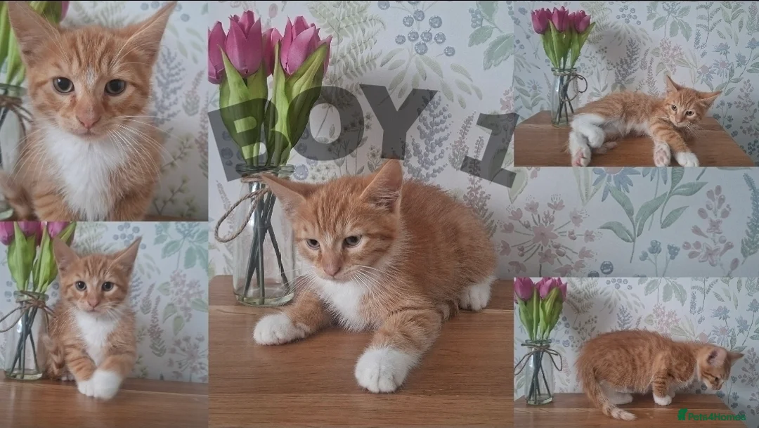 Mixed Breed cats for sale: Ginger kittens for sale - Advert 2
