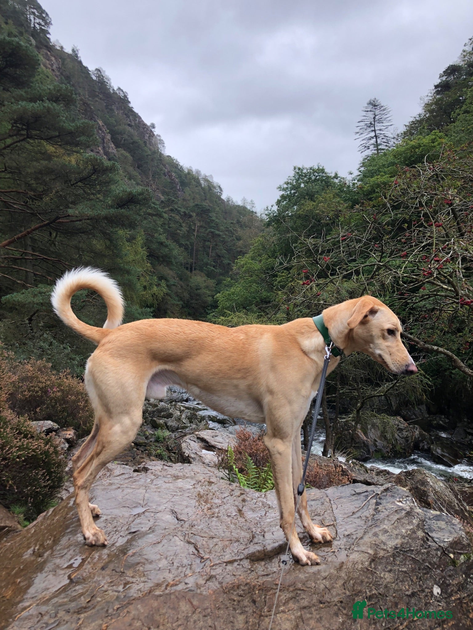 Mixed Breed dogs Loving 7 Year Old Lurcher - Advert 8