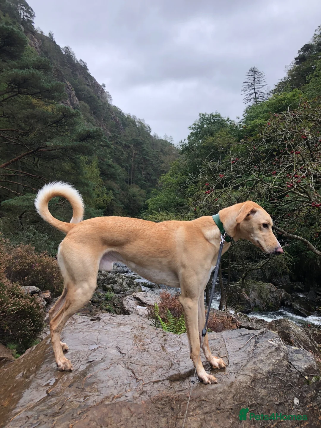 Mixed Breed dogs for sale: Loving 7 Year Old Lurcher - Advert 1