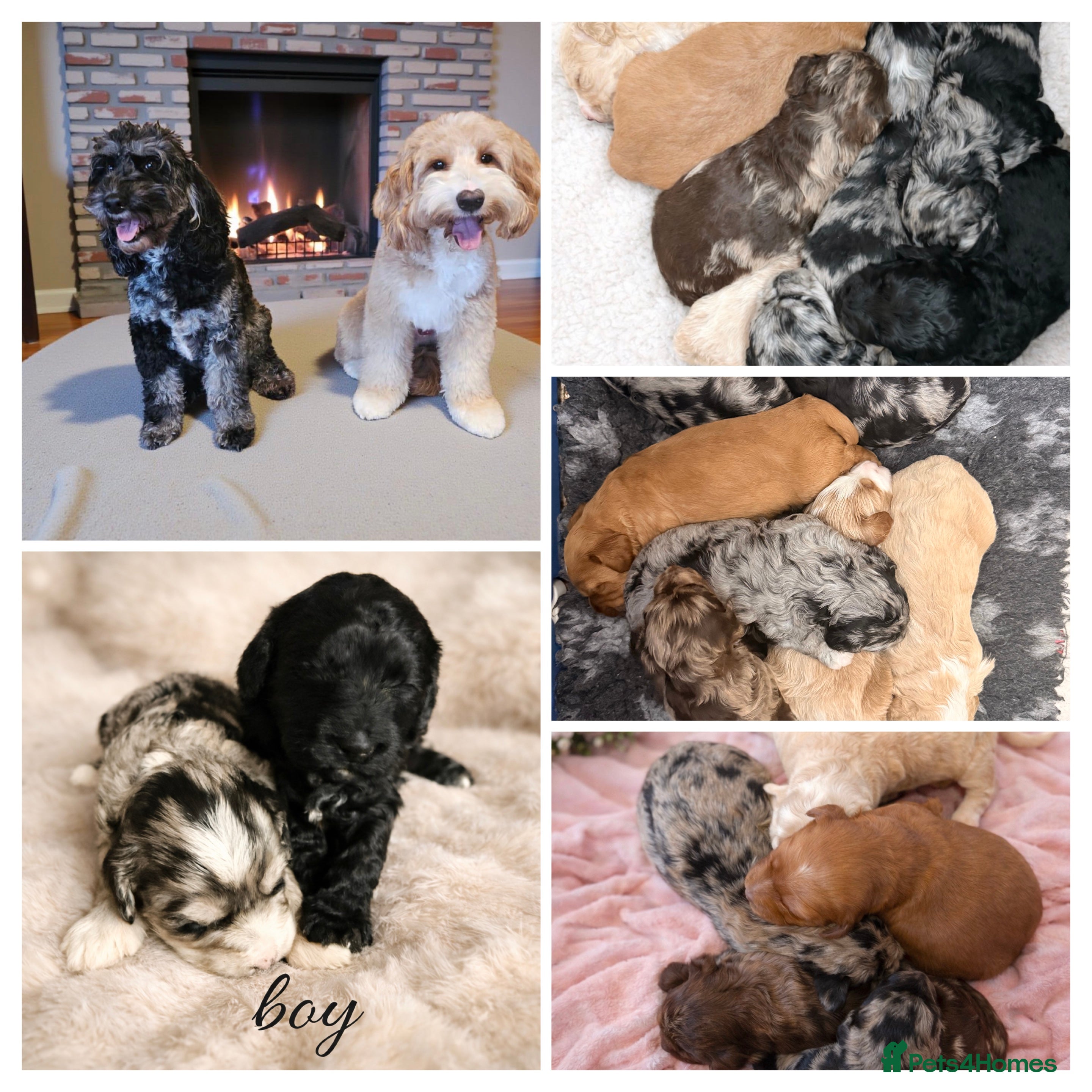 Australian Labradoodle dogs AUSTRALIAN LABRADOODLE  - Advert 1