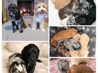 Australian Labradoodle dogs AUSTRALIAN LABRADOODLE - Advert 2