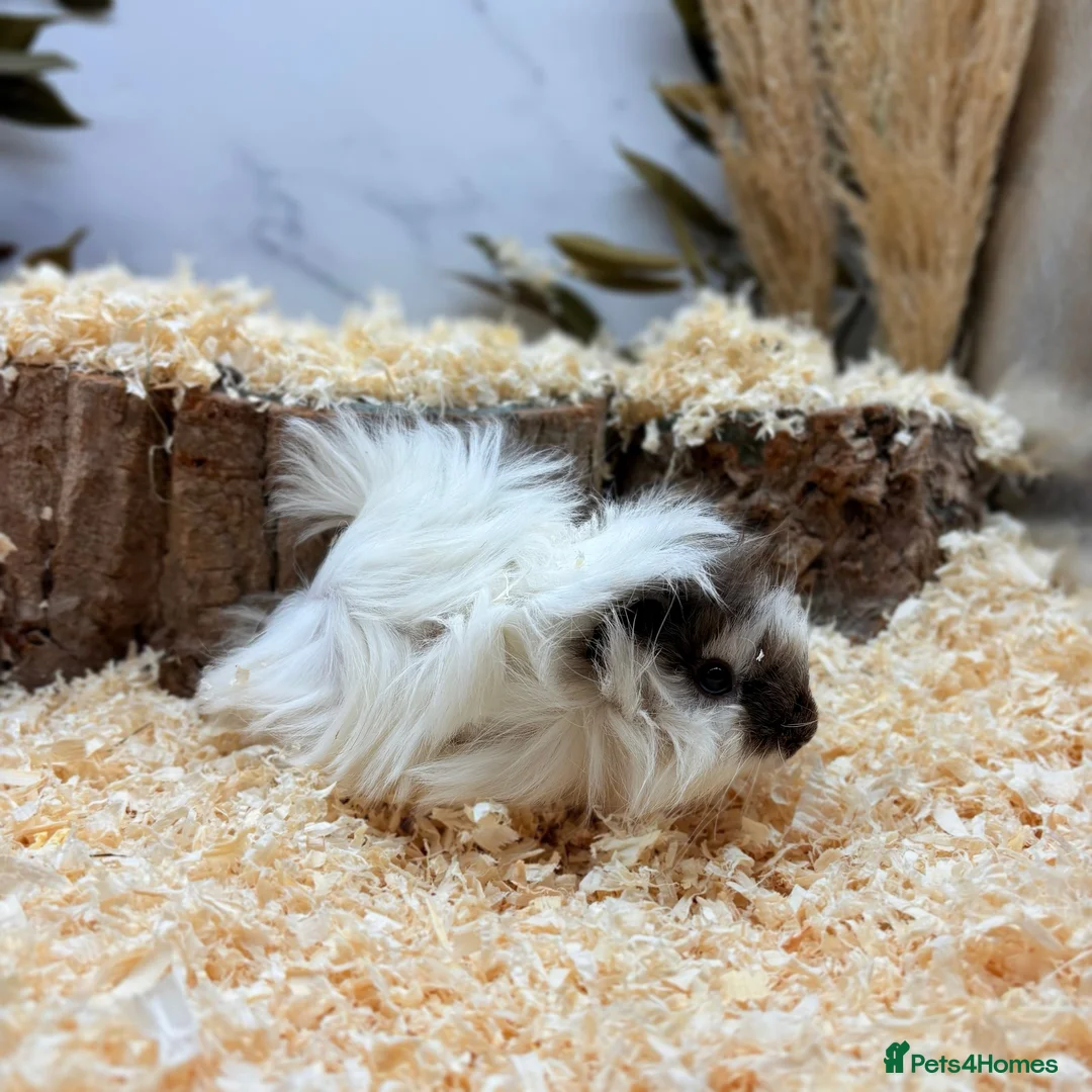 Guinea Pig rodents for sale: Multiple Guinea Pigs Available 💫💕🐹 - Advert 5