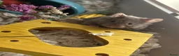 Hamster rodents for sale: Syrian hamster with set up - Advert 2
