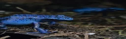 Frog reptiles for sale: Dendrobates tinctorius Azules Dart Frog Tadpoles - Advert 2