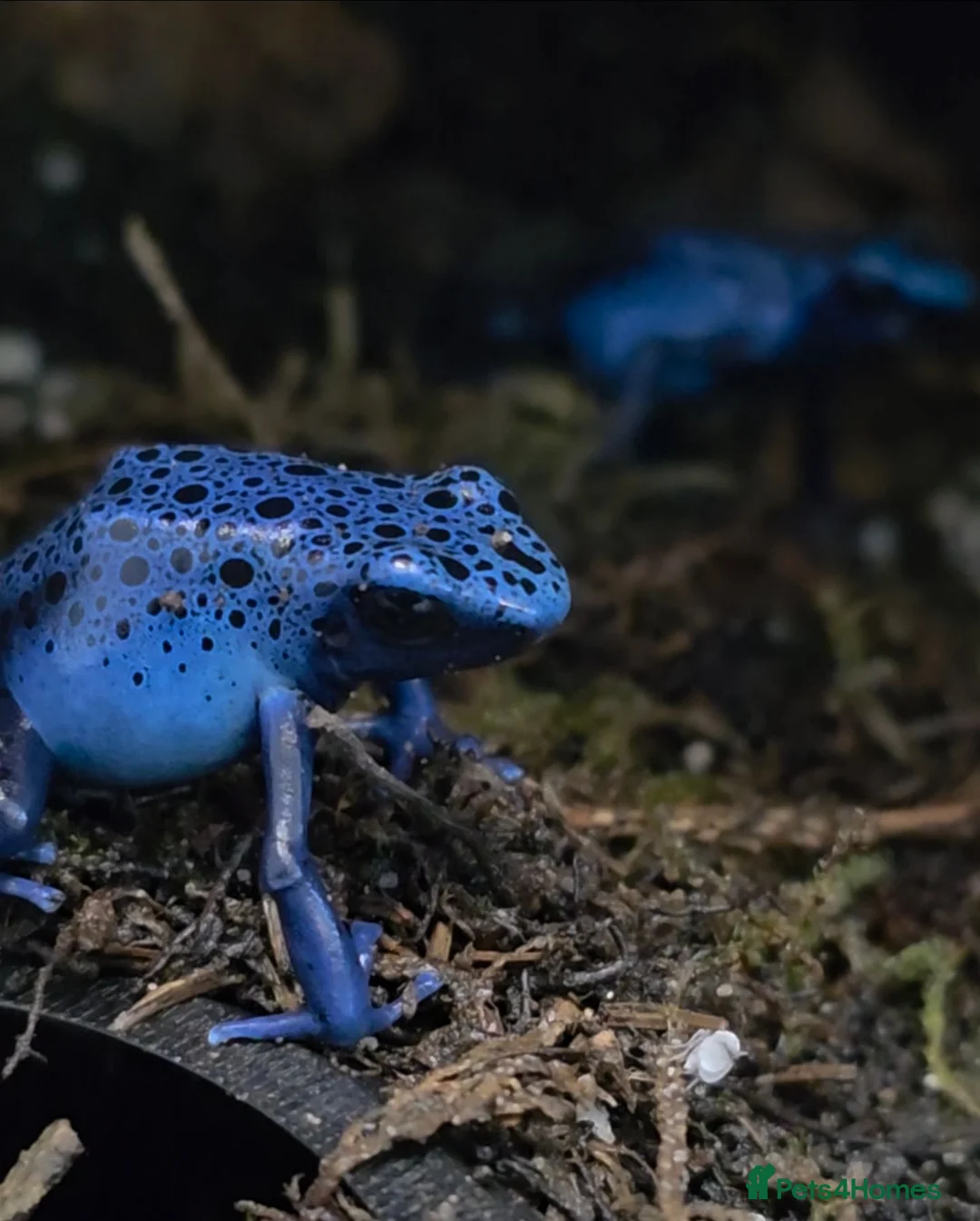 Frog reptiles for sale: Dendrobates tinctorius Azules Dart Frog Tadpoles - Advert 2