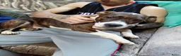 American Bulldog dogs for sale: Pocket bully in Haverfordwest - Advert 4