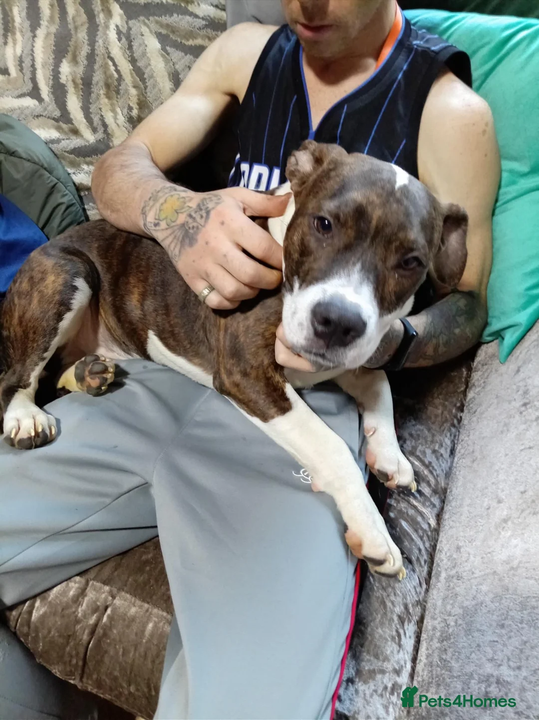 American Bulldog dogs for sale: Pocket bully in Haverfordwest - Advert 4