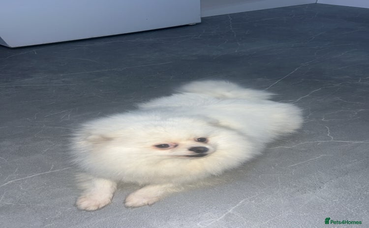 Pomeranian dogs - Advert 1