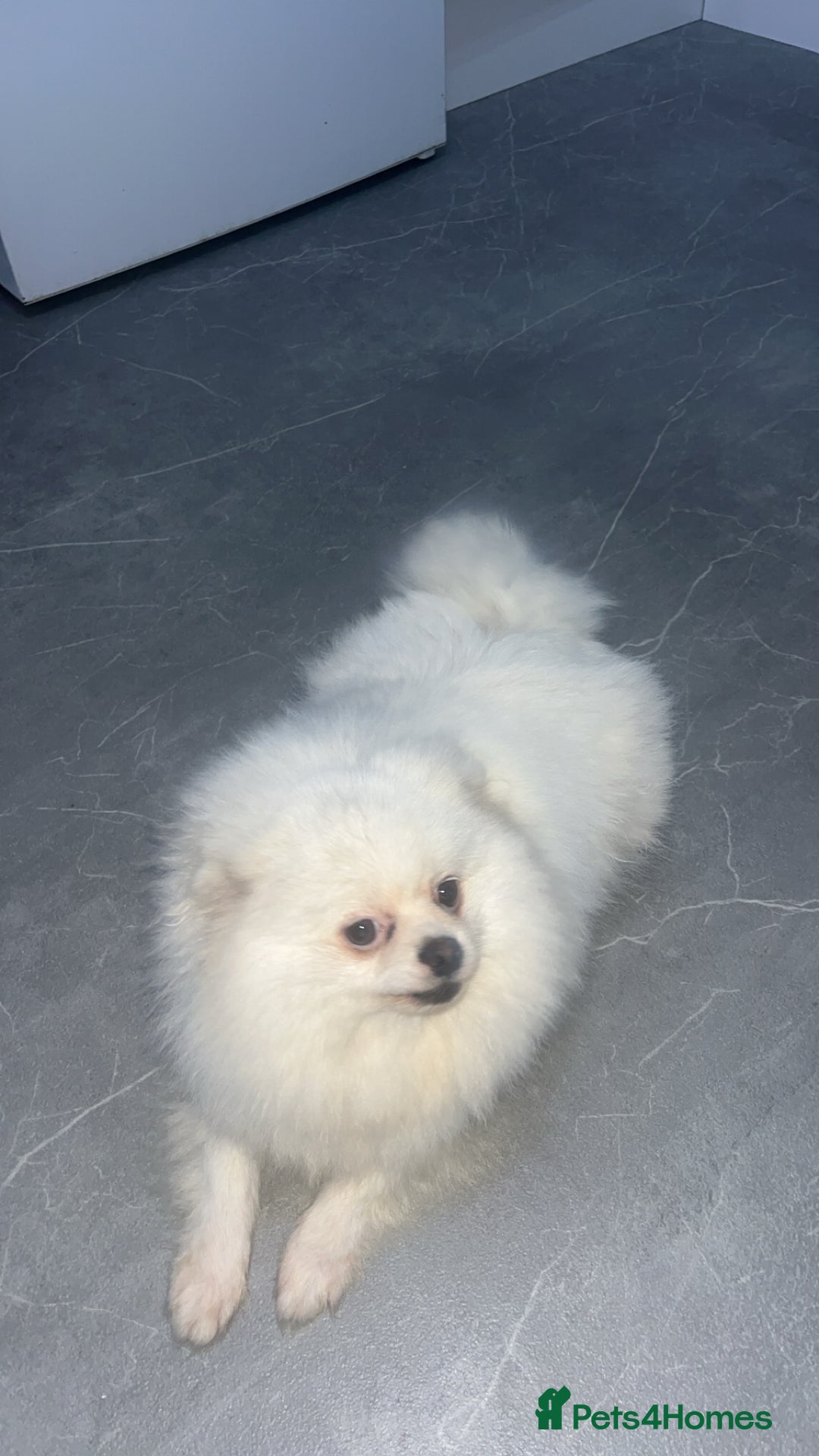 Pomeranian dogs for sale: Pomeranian  - Image 1