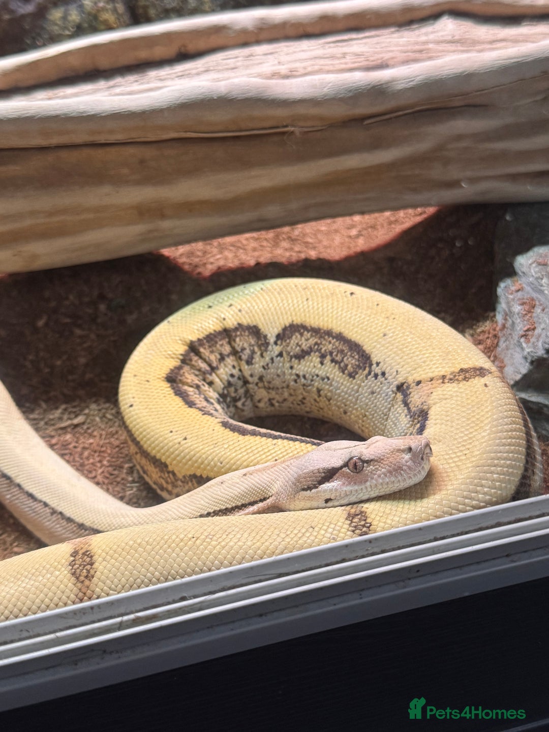 Boa Snake reptiles for sale: Super Albino Motley Boa Bwc - Image 2