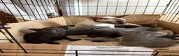 Mixed Breed cats for sale: Half Siamese beautiful kittens  - Advert 5