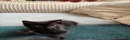 Domestic Shorthair cats for sale: 3 Kittens Ready Oct 4th - WR12 - Advert 13