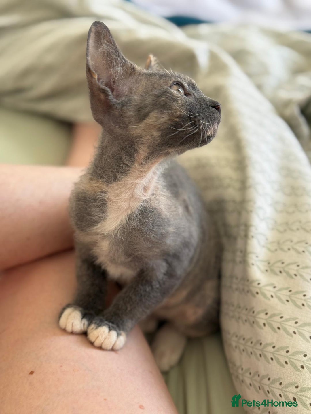 Devon Rex cats for sale: Devon Rex  - Image 4