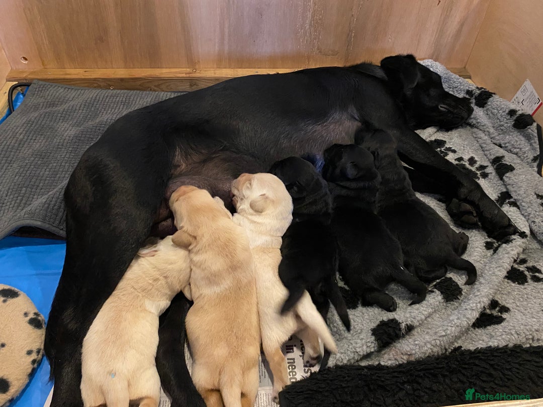 Labrador Retriever dogs for sale: Pedigree Labrador Retriever Puppies - Image 6