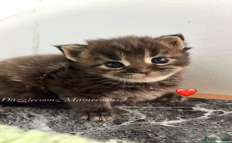 Maine Coon cats - Advert 12