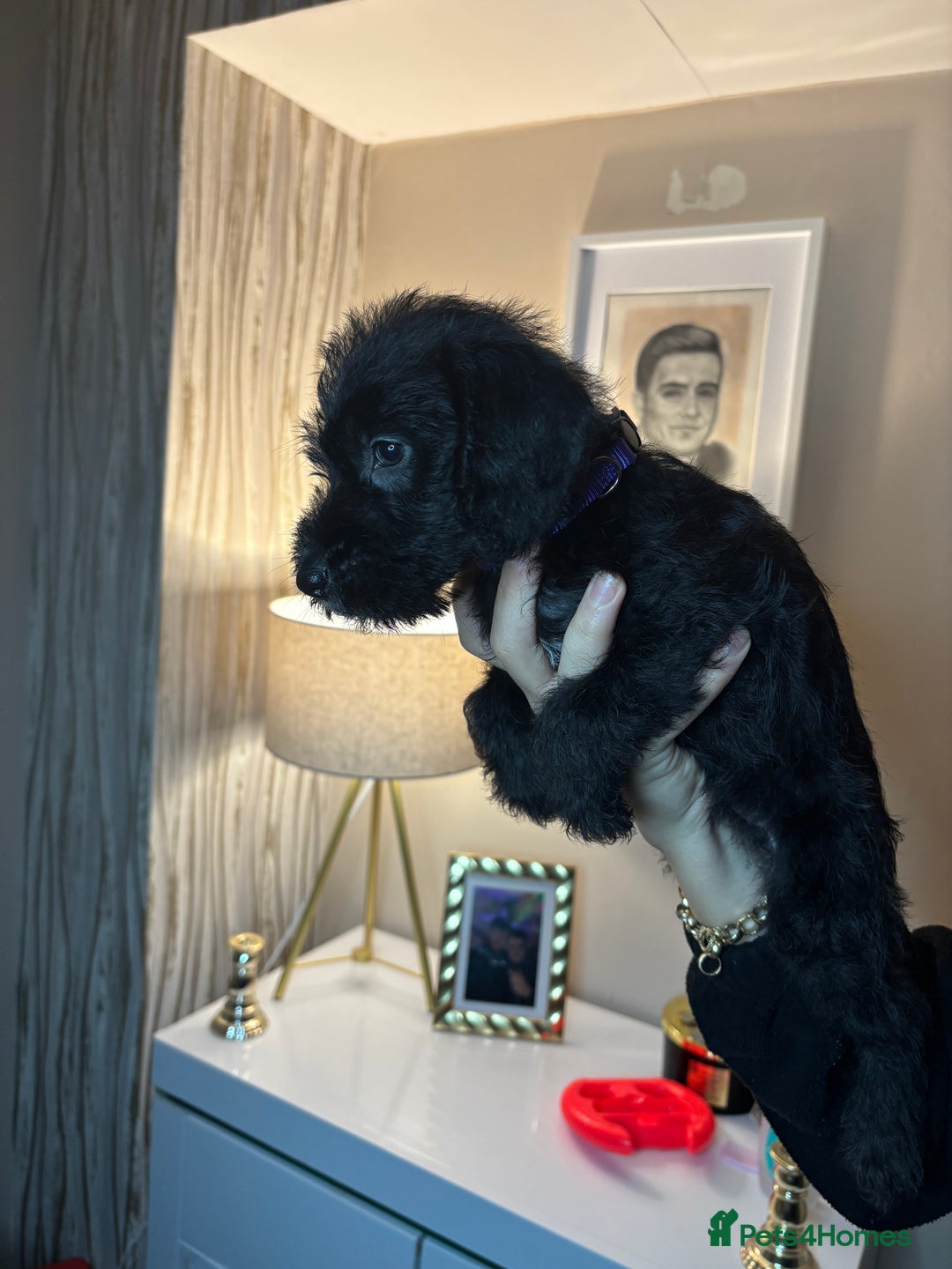 Mixed Breed dogs for sale: 3/4Bedlington 1/4Whippet - Image 3