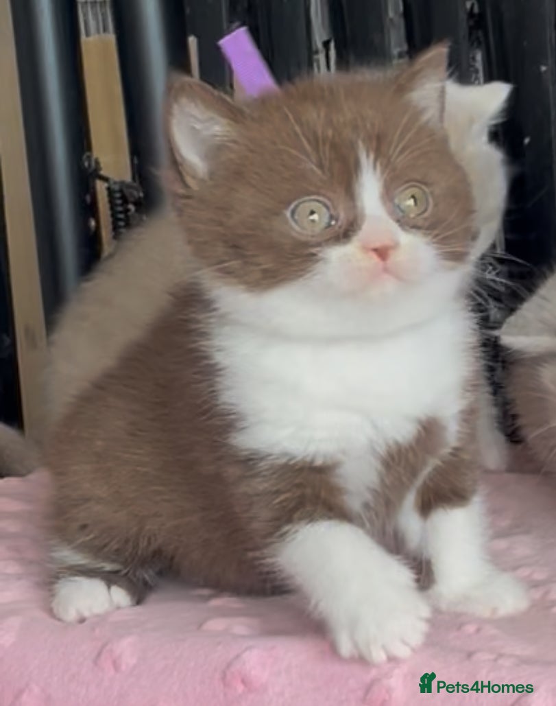 British Shorthair cats for sale: Beautiful BSH Champion line Kittens  - Advert 3