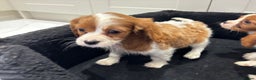Cavalier King Charles Spaniel dogs for sale: **Reduced** last girl looking for forever home - Advert 14