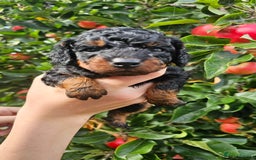 Cockapoo dogs for sale: F2 Cockapoo puppies for sale  - Image 29