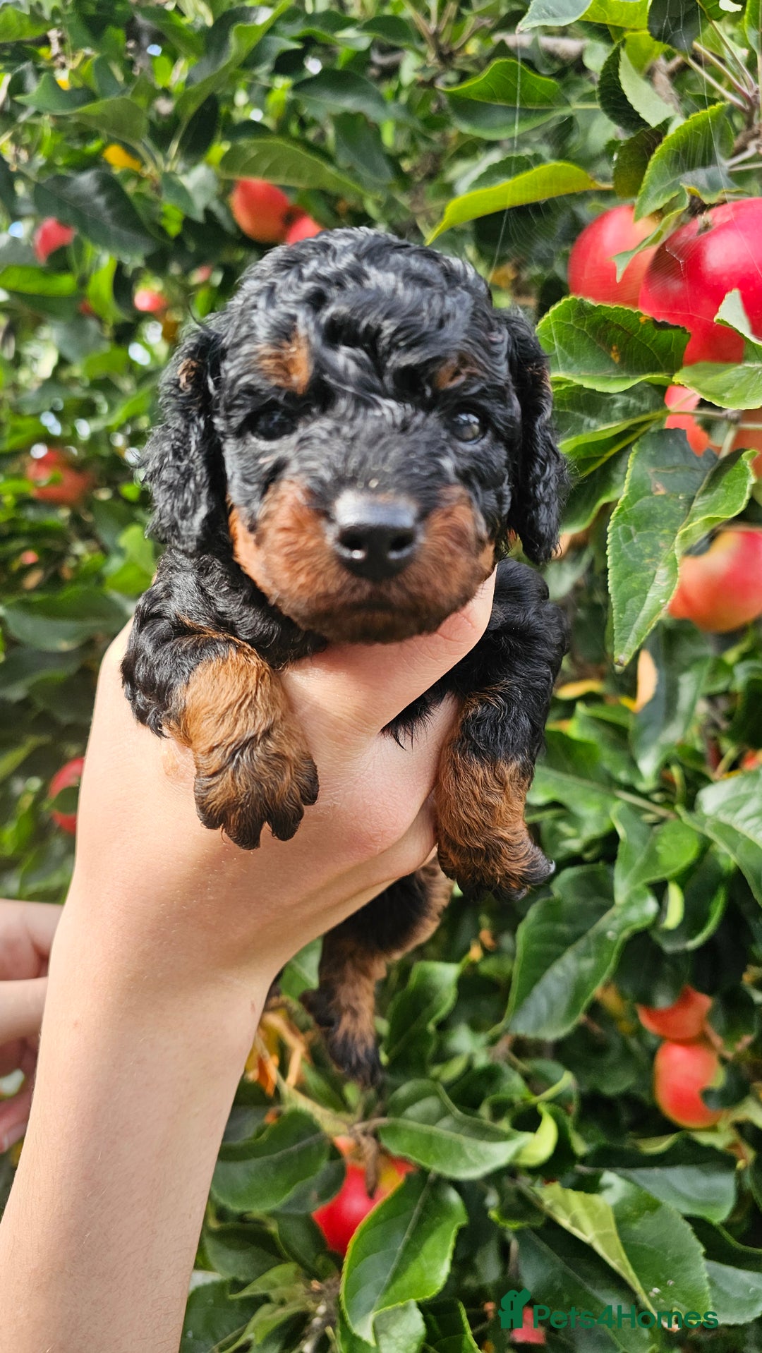 Cockapoo dogs for sale: F2 Cockapoo puppies for sale  - Image 29