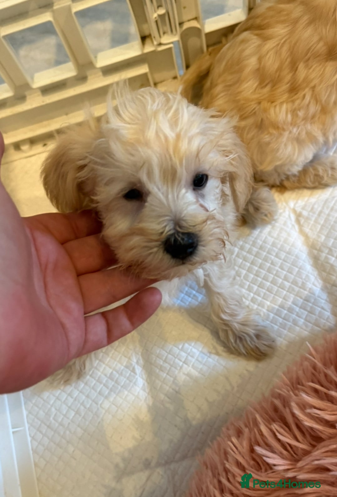 Mixed Breed dogs for sale: Toy/Mini Schnoodle Puppies  - Advert 21
