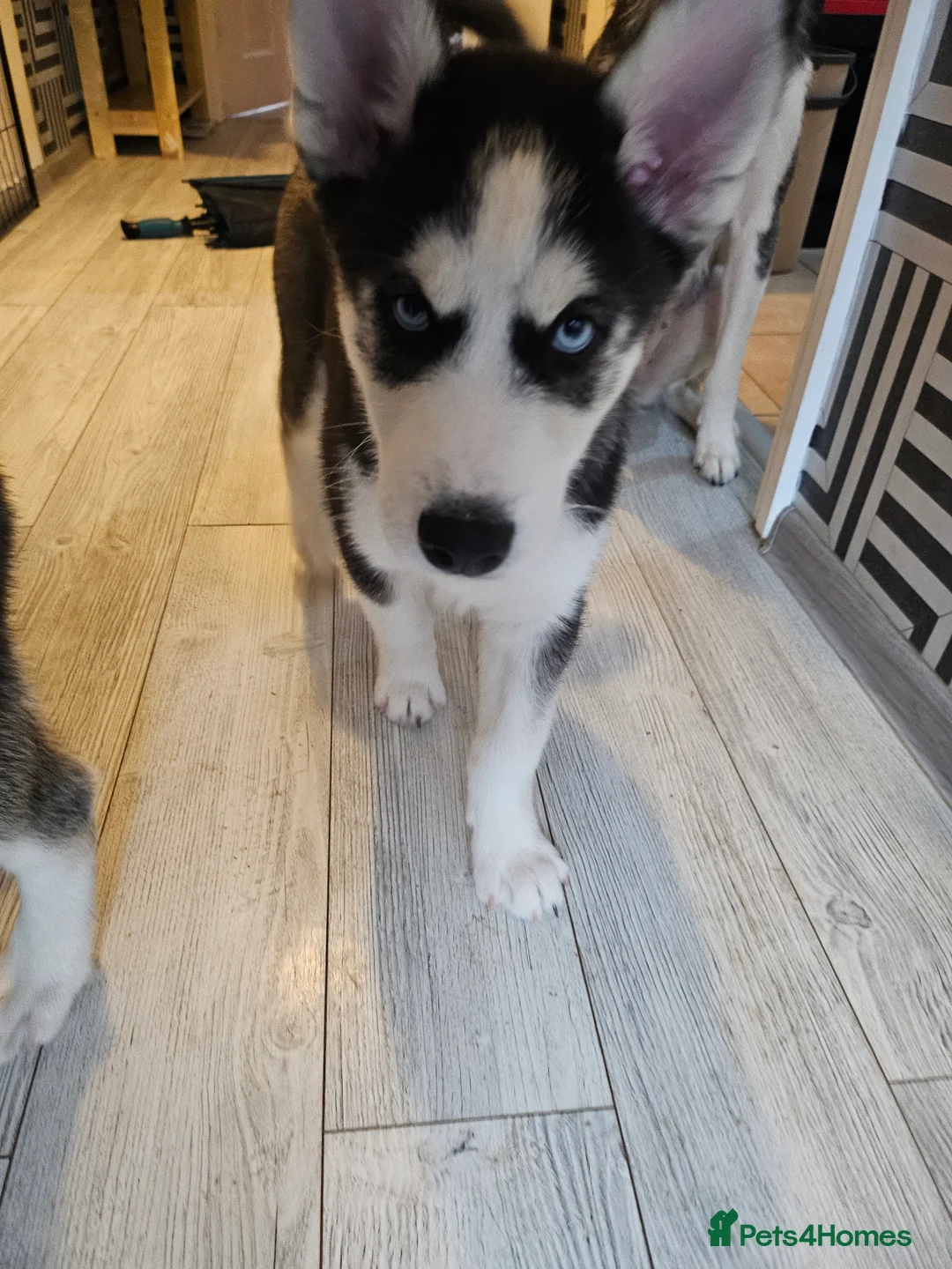Siberian Husky dogs for sale: Girls  - Advert 12