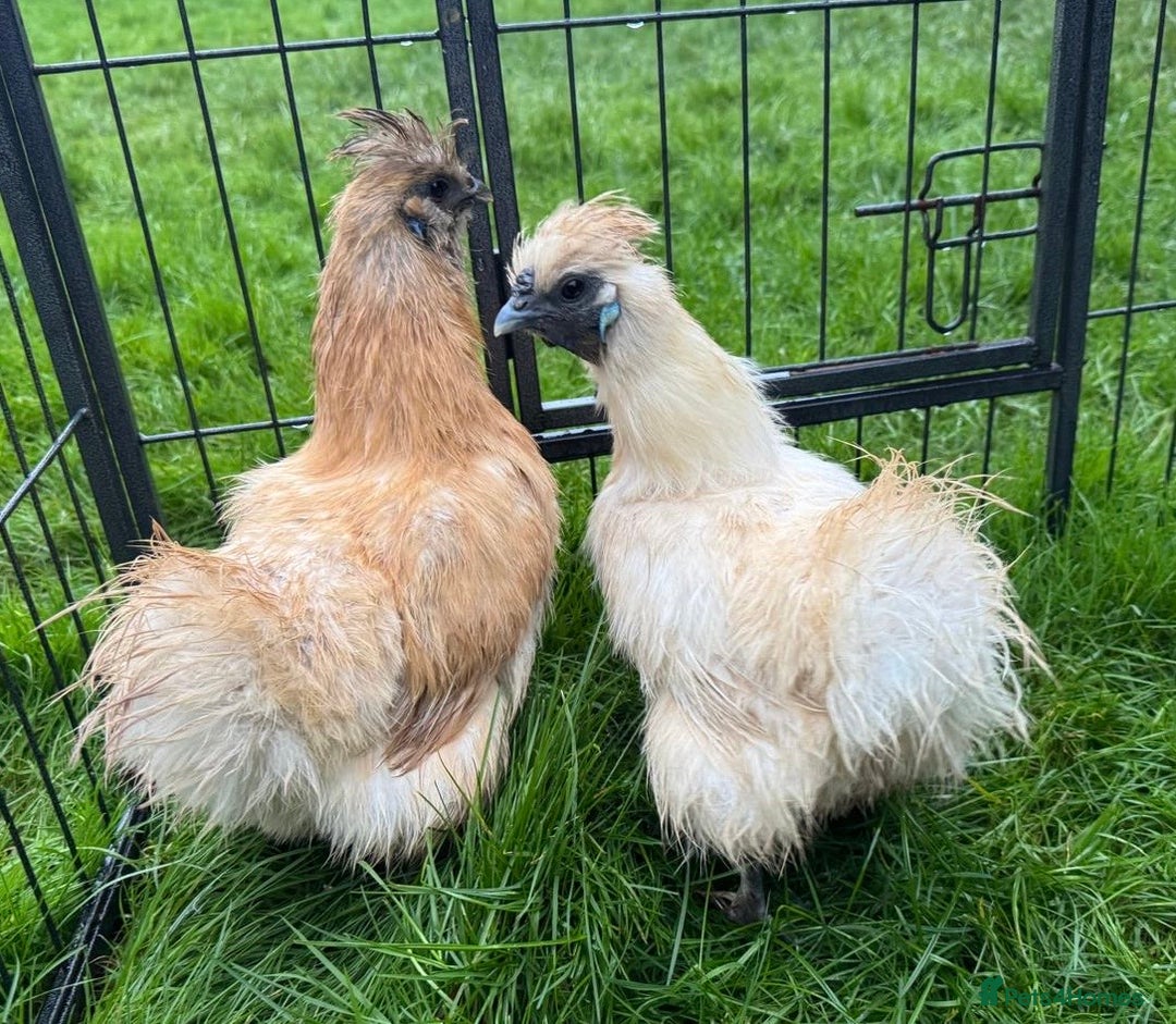 Chickens poultry for sale: Silkie chickens - Advert 1