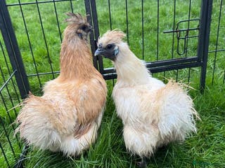 Chickens poultry Silkie chickens - Advert 1