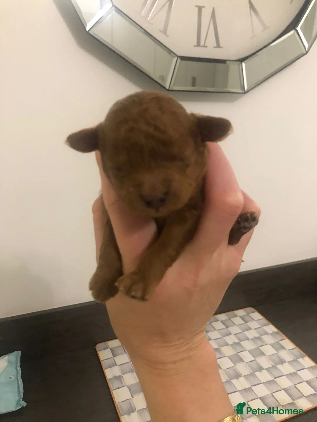 Toy Poodle dogs for stud: KC RED TOY POODLE STUD - Advert 2