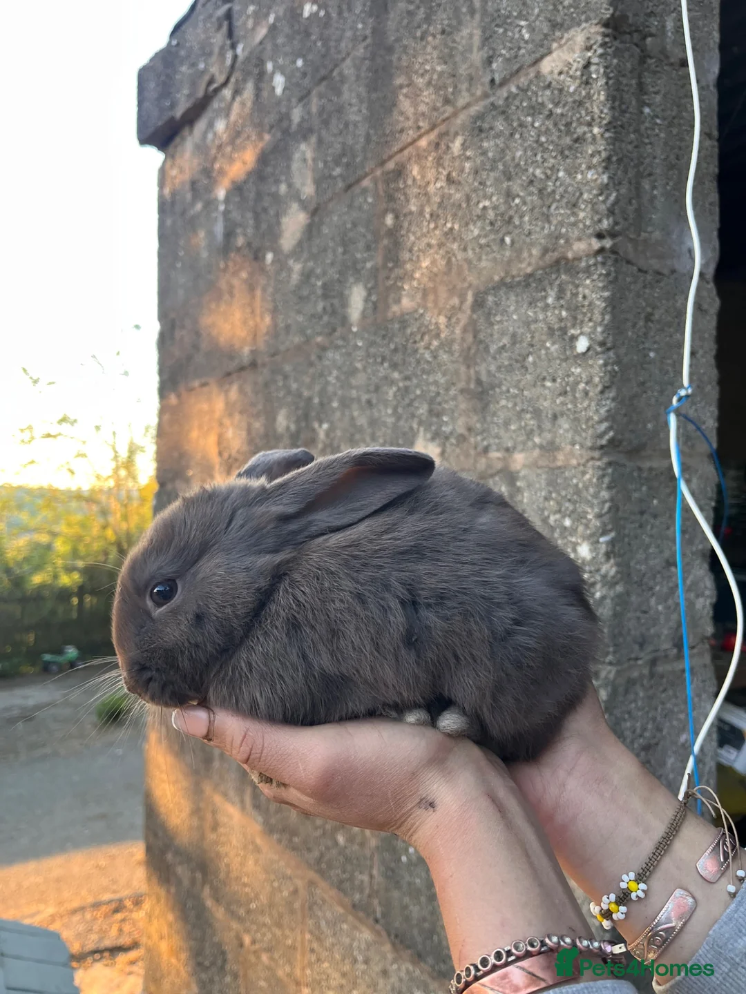 Mixed Breed rabbits for sale: Lion head cross in Bury - Advert 2