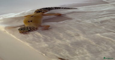 Leopard Gecko reptiles Young leopard gecko seeking new home  - Advert 11